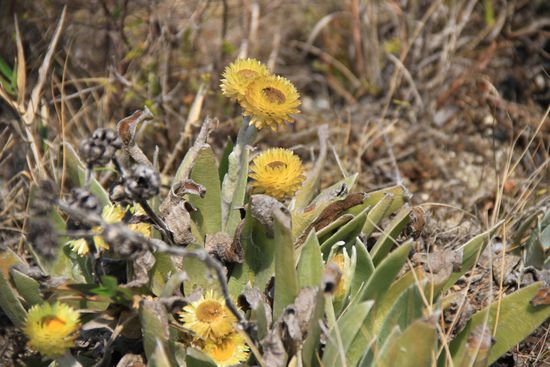 Eine Art Strohblumen