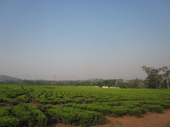 Tee - Plantagen