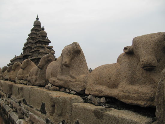 Seashore temple bei Malabalipuram aus dem 7. Jhrd. n. Chr.
Einer von Vielen aus dem Granitfelsen gemeißelten.
Das Tier davor ist das Nandi auf dem Shiva geritten ist (Hier ist eine ganze Armada von heiligen Kühen!)