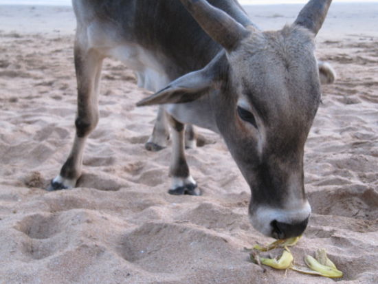 "When you're in India, feel free to touch our holy cows!"
Wir haben die abgemagerte mit Bananenschalen gefuettert. Danach wollte sie unsere Tasche fressen!