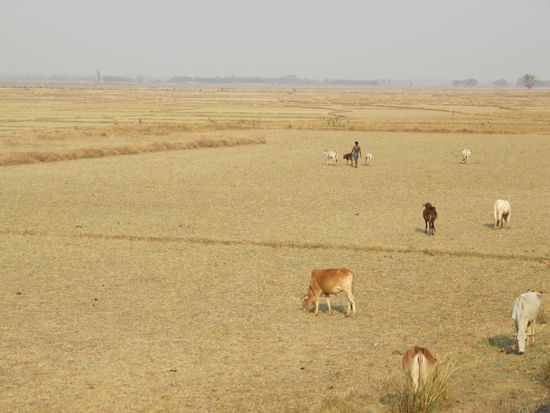 Im Sommer wird es in der Hochebene Chattisgarh und in Madya Pradesh bis 48°C heiß. 
Da frisst die Kuh schon eher trockenes Müsli (ohne Milch) als Salat...