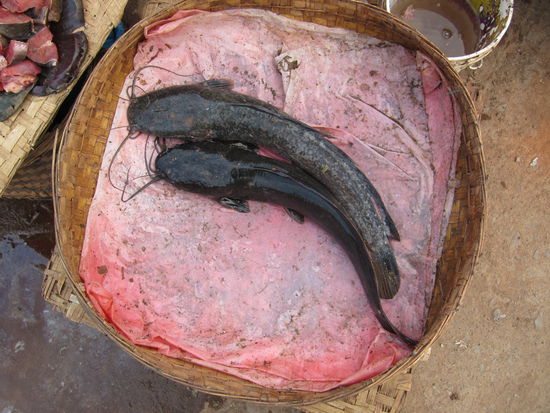 Wie schmecken eigentlich Katzenwelse? Die gibt es bei uns zu Mass als eingedrungene Exoten, nur kann ich sie auf keiner dt. Speisekarte finden...