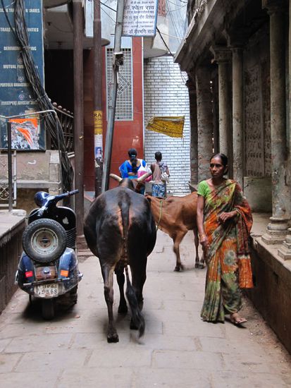 Die heilige Kuh hat immer Vorrecht und sogar manchmal einen kleinen Kuhstall inmitten der verwinkelten Stadt. Die Kuehe haben anscheinend einen sehr guten elektromagnetischen Orientierungssinn, denn sie finden immer verschiedene Nahrungsquellen und wieder zum versteckten Bauernhof zurueck. Wie machen die das?