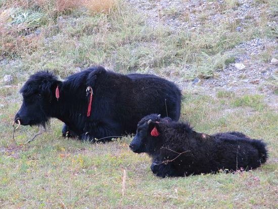 Na endlich, unsere ersten Yaks! Sonst sind sie im Sommer auf über 5000m. Kein Wunder, denn bei dem Fell freut man sich auf kalte Schneezonen.