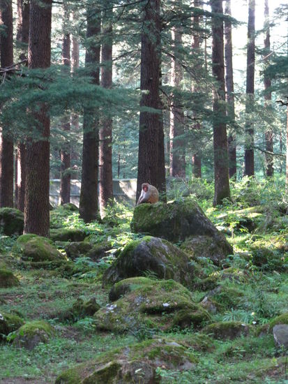 Raetsel: Wer sitzt denn da im Naturschutzwald Manalis, und träumt von leckeren Tascheninhalten der vorbeiwandernden Touristen?