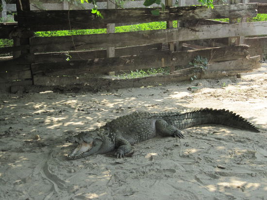 Der junge Krokofant weiß wie man sich im Aufzuchtsgehege verhalten muss: Ruhig bleiben und einfach Maul aufsperren, damit das Futter reingeschaufelt werden kann. (besser als in der Wildnis)