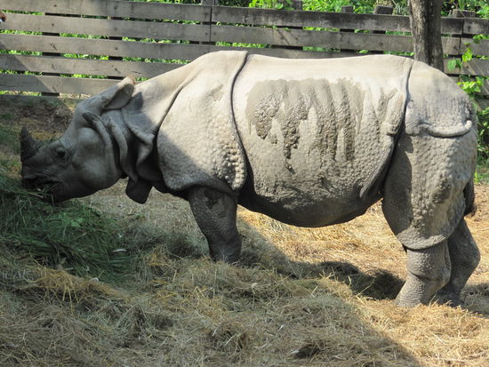 Dieser "grosse einhörnige Rhinoceros" aus dem Park hat nur friedlich am frischen Gras gekaut. Seine Geschichte aber, warum er eingesperrt wurde, ist eine blutige!