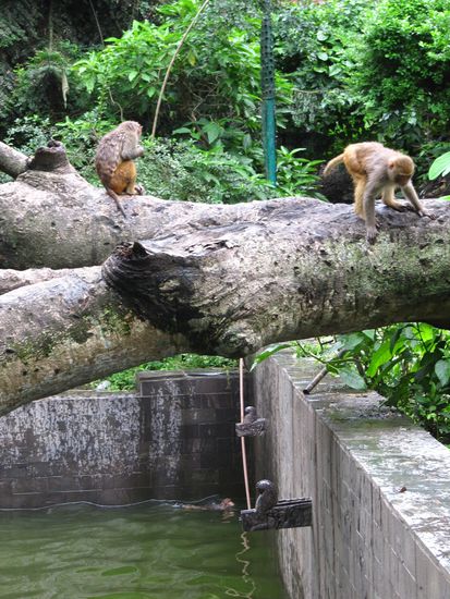 Das hauseigene Affenschwimmbecken, in dem es zugeht wie in einem menschlichem Schwimmbad. Da wird getaucht und ins Wasser gesprungen und fröhlich gepattelt. Nur mit dem Unterschied, dass im menschl. Freibad keiner aufgeweichte Essensreste herausfischt und mit den Kollegen darum streiten muss! 