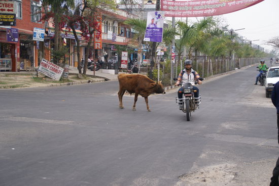 Ab und zu laufen "heilige Kühe" rum...