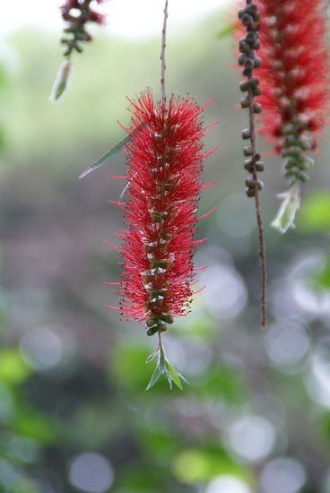 Blüte an einem Baum   (...keine Flaschenreiniger!!)  