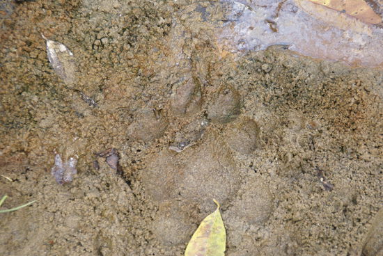 und die Fußabdrücke eines Tigers!  