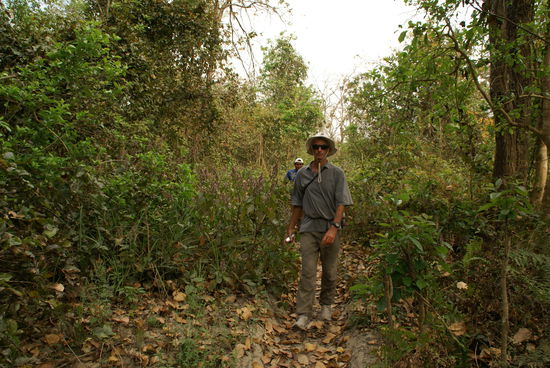 Pfad durch den Dschungel