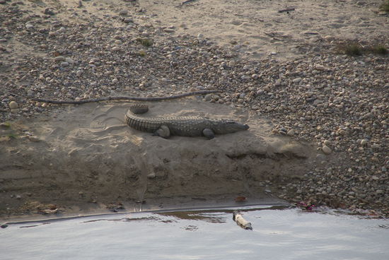 Unter der Brücke gabs Krokodile