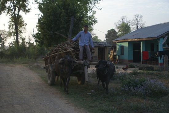 Ochsenkarren am Rückweg zum Hotel