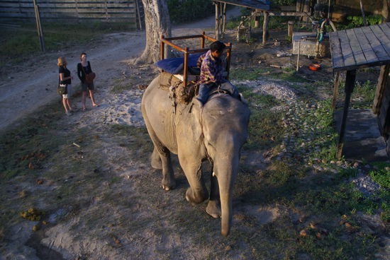 Mein Elefant mit "driver" 