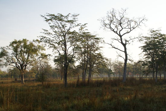 Dschungel früh am Morgen