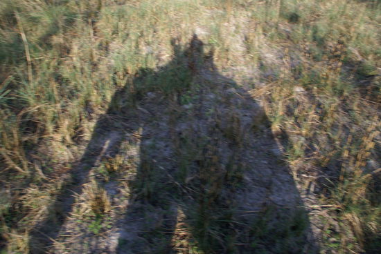 Schatten von mir mitsamt Elefant und "driver" 
