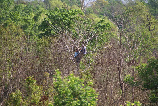 Auch andere Touristen beobachteten das Nashorn.
...natürlich auch von einem Baum aus!!
