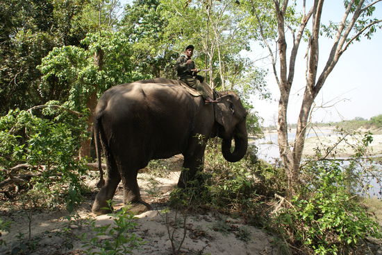 Elefant mit "driver"