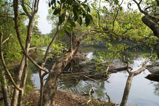 Hier wurden die Tiger gesehen.