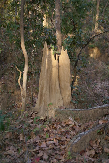 Termitenhügel