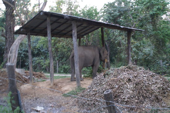 Abends stellt der "Elephant-driver" sein Fahrzeug einfach in die Elefantengarage!! 