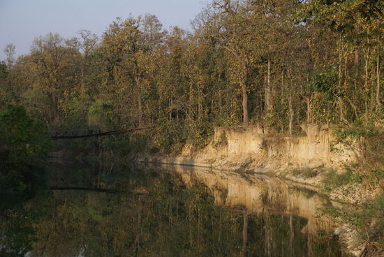 Dschungel im Abendlicht