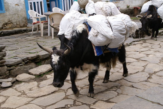 Kein Yak!!  
...die Viecher heißen "Gopkoyk"
(Sprich: Goptschiok)