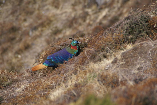 Ein Berghuhn oder so...