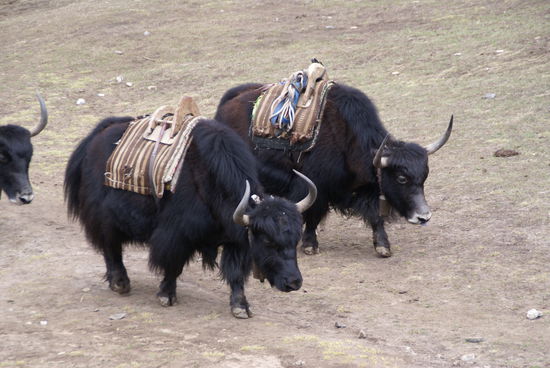 In Tengboche gabs die ersten Yaks zu sehen!!  ...endlich!! 