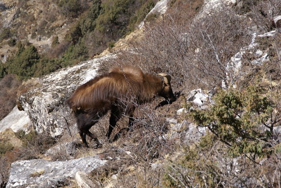 Nepali-Steinbck