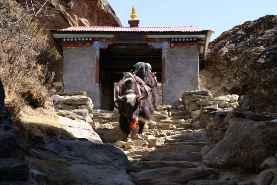 Yaks sind gute Treppensteiger!!