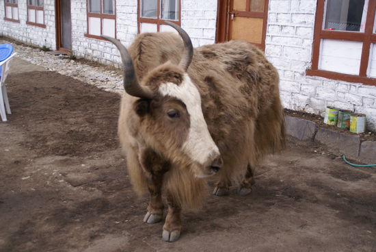 Meine Gesellschaft beim Zähneputzen 