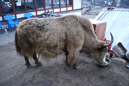 ...es war bloß hungrig!!