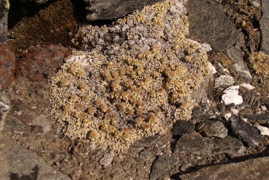 Flechtenartiges Gewächs