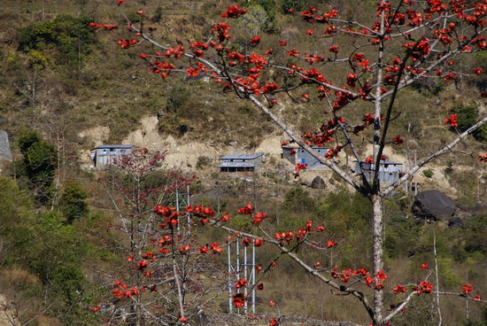 In den unteren Regionen beginnen die Rodhodendronbäume zu blühen