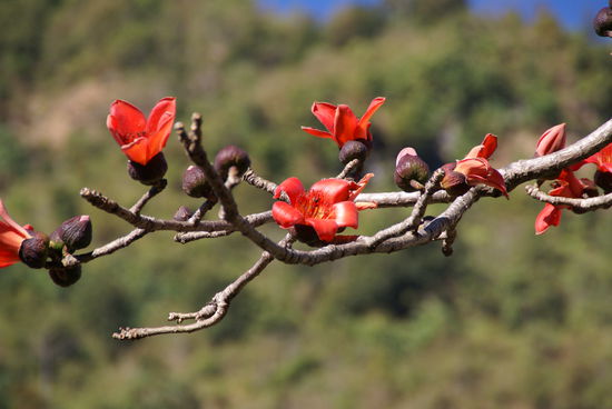 Noch nicht alle Blüten sind aufgegeangen