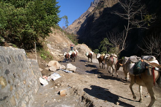 Eselkaravanen begleiteten uns!!!