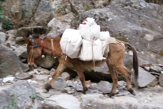 Ich war erstaunt über die Trittsicherheit dieser Tiere...