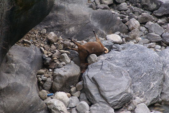 Es gibt aber auch unvorsichtige Esel...  