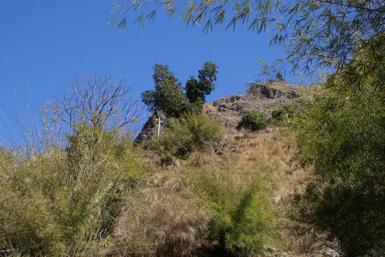 Entlang des Weges Marijuanapflanzen