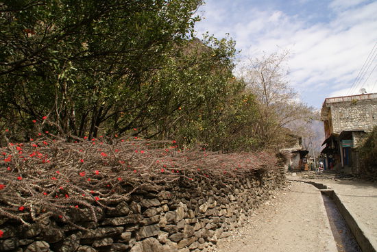 Blühende Kaktheen auf den Steinmauern