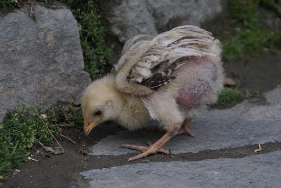 Küken laufen hier noch frei rum!