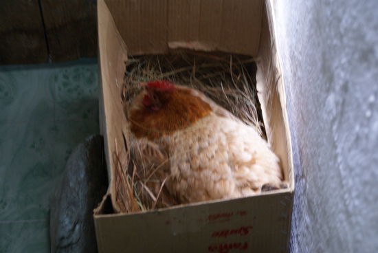 Eine brütende Henne im Massageraum!!