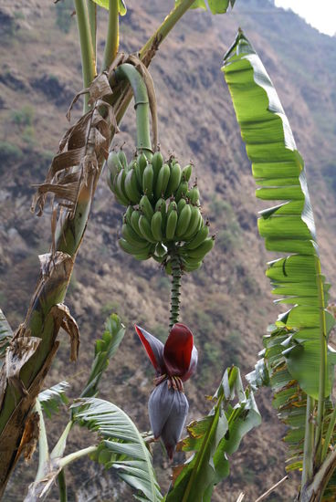 Bananenstaude mit Blüte