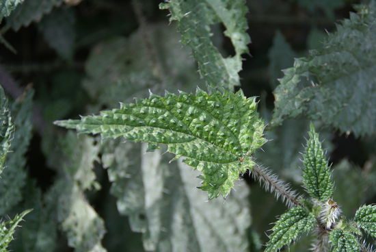 Hier gibts Brennesseln mit riesengrossen Stacheln.
(Auch die Einheimischen pflückten diese nur mit Handschuhen) 