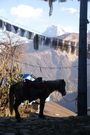 ...Blick auf die Berge von Ghorepani aus!!!  
(Man kann auch mit dem Pferd zum Poonhill hochreiten)