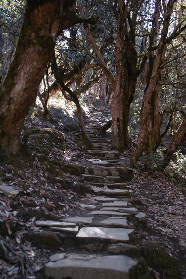 Der Weg durch den Wald, wieder mit Stufen!