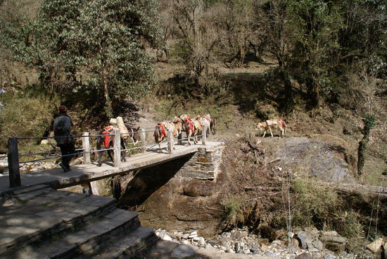 Wieder Esel auf dem Weg