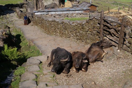 Die Büffel versperrten mir den Weg!!  